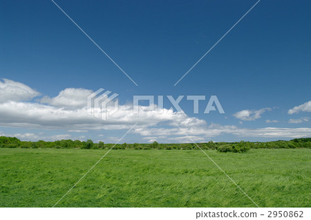 Meadow 2950862