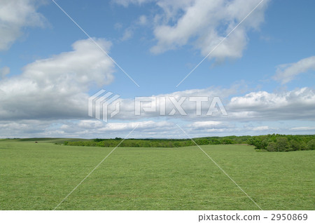 Meadow 2950869