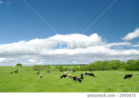 grazing grazing 2950873