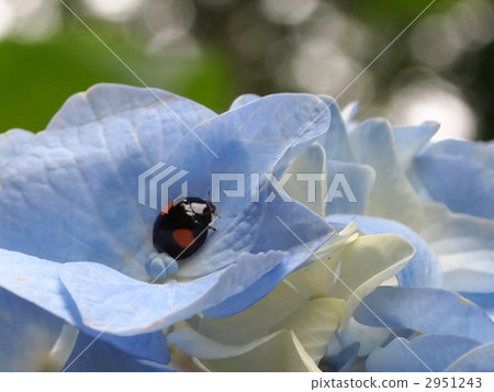 Hydrangea and ladybug 2951243