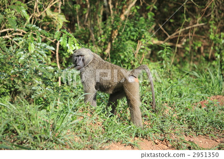 Baboon 2951350