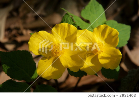 yamabukisou, perennial poppy, bloom 2951408