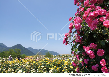 Sakaki Chikumagawa玫瑰園 Sakaki Chikumagawa玫瑰園 2951482