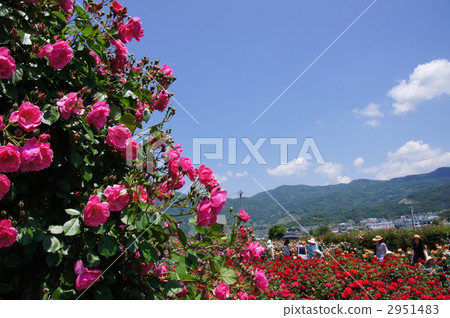 Sakaki Chikumagawa玫瑰園 Sakaki Chikumagawa玫瑰園 2951483
