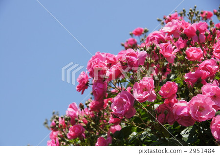 Sakaki Chikumagawa玫瑰園 Sakaki Chikumagawa玫瑰園 2951484