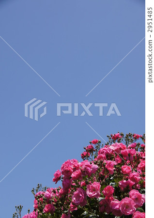 Sakaki Chikumagawa玫瑰園 Sakaki Chikumagawa玫瑰園 2951485