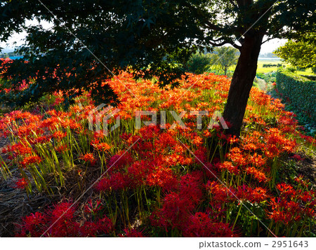 Kujyoji的群集孤挺花 2951643