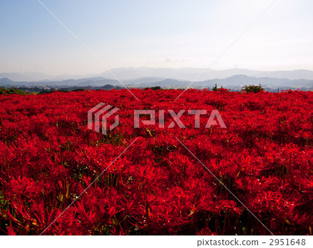 Kujyoji的群集孤挺花 2951648