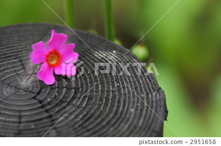 Nine-wheeled grass 2951658