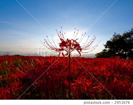 Kujyoji的群集孤挺花 2951676