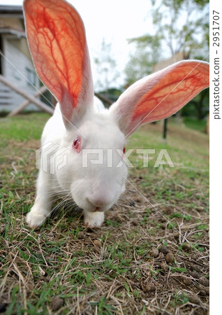 Big rabbit with big ears 2951707