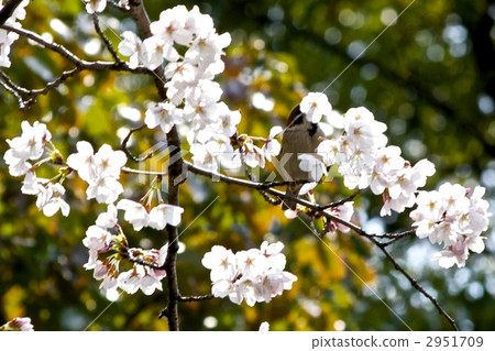 櫻花蜂蜜麻雀 櫻花蜂蜜麻雀 2951709