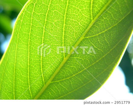 綠茵 2951779