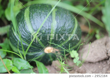 Pumpkin Pumpkin 2952164