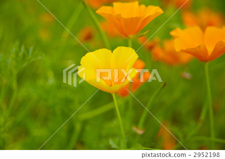 California poppy 2952198
