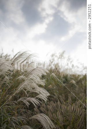 japanese pampas grass, october, nara 2952251