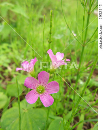Purple Kabaki Purple Kabaki 2952345