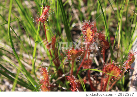 茅膏菜 植物 植物學 2952557
