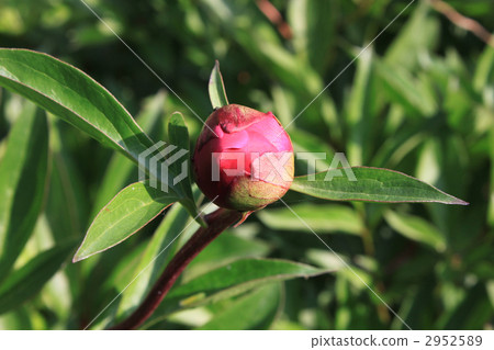 chinese peony, bloom, blossom 2952589