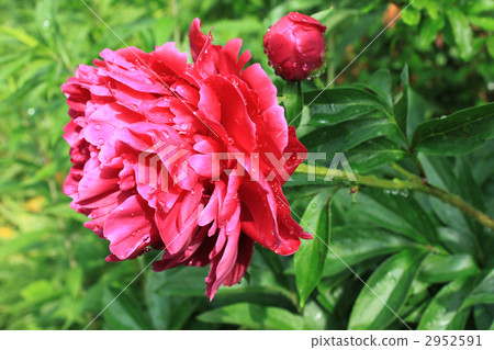 chinese peony, botanic, botanical 2952591