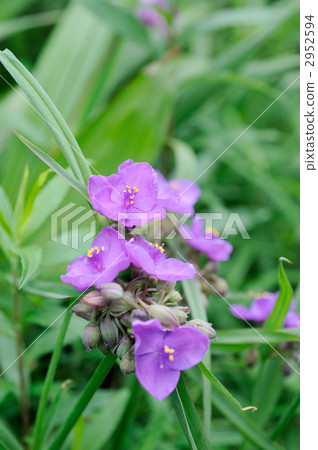  Murasakiyukusa 2952594
