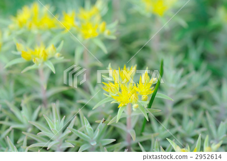 墨西哥Mannungsa 墨西哥Mannungsa 2952614