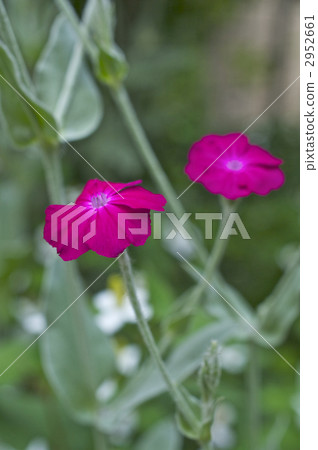 Waterwort花 2952661