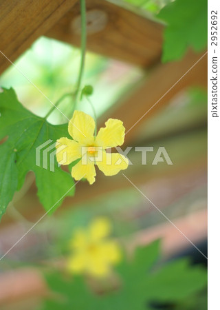 植物花 植物花 2952692