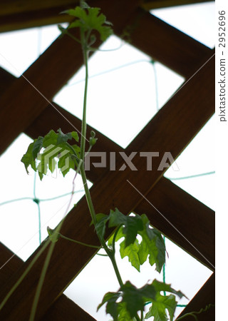 Bitter gourd 2952696