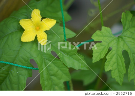 植物花 植物花 2952716