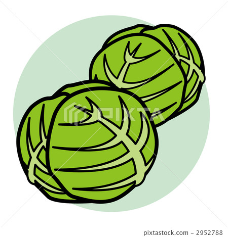 cabbage  2952788
