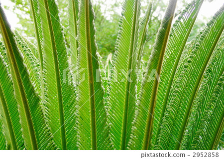 June Cycloidaceae 08 2952858