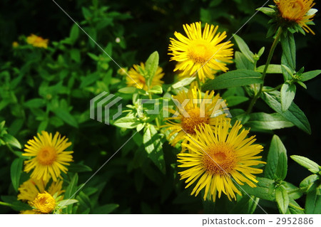 July Oguruma · Asteraceae 04 2952886