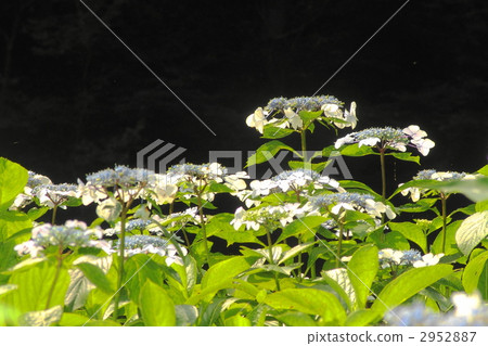 July Hydrangeae · Hydrangeae 69 2952887