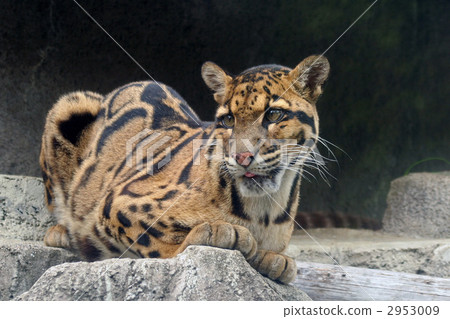 塊狀魚 塊狀魚 2953009