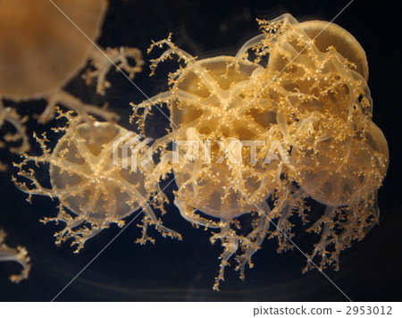 Sakasakurage 2953012