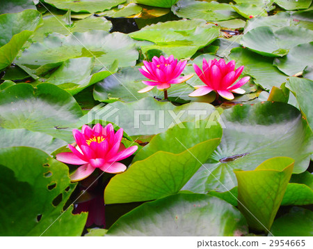 Lotus flower  2954665