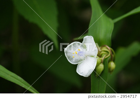 tradescantia virginiana, green leaf, communis 2954717