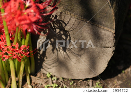 log, logs, cluster amaryllis 2954722