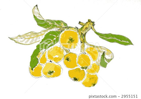 枇杷果實(手繪插圖) 枇杷果實(手繪插圖) 2955151