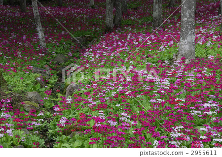 kyu-rin grass, primula japonica, japanese primrose 2955611