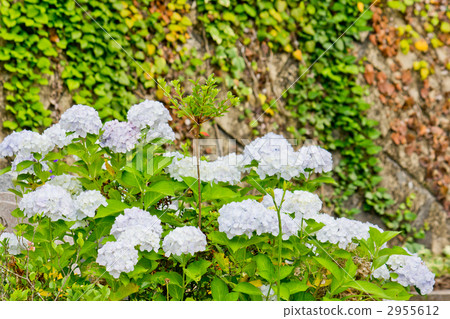 White Hydrangea 2955612