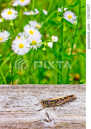 巴坦加粳稻 2955827