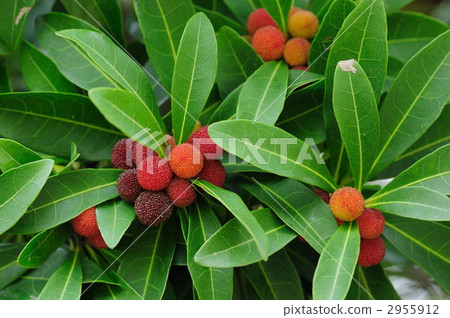 楊梅 楊梅 2955912