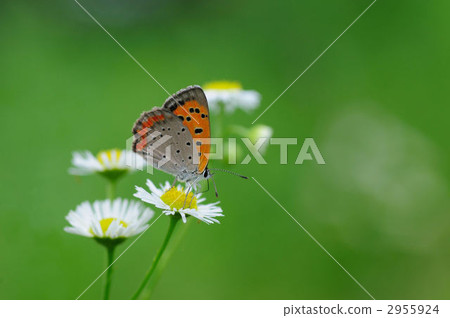 Lycaena phlaeas 2955924