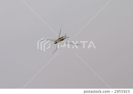 水黽 水黽 2955925