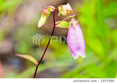 螢火蟲刷 2955966