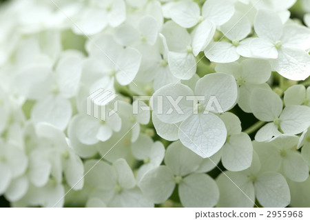 安娜貝爾（白色繡球花） 2955968