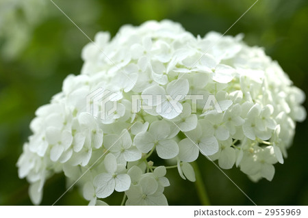 安娜貝爾（白色繡球花） 2955969