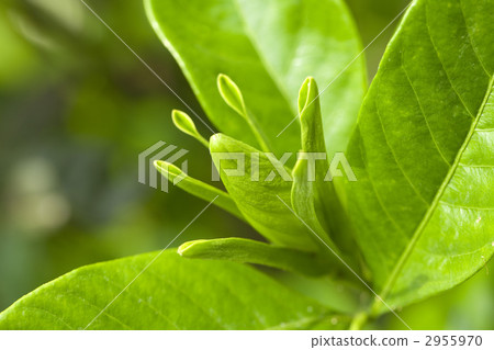 Bud of Gardenia 2955970